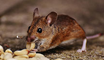 24 Hour & Emergency Exterminators in Cinnaminson Township, NJ